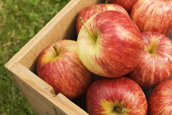 stock image Box Of Red Apples