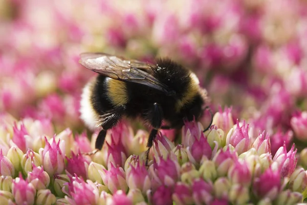 stock image Bee On Pink Sedum