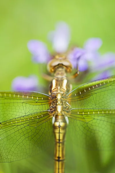 stock image Detail Of Dragonfly Wings