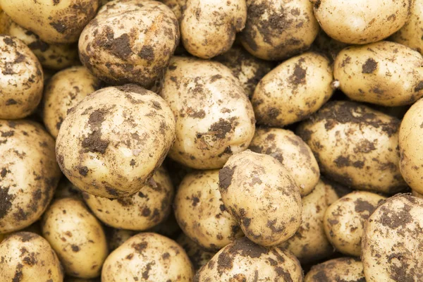 Stock image Freshly-dug new potatoes