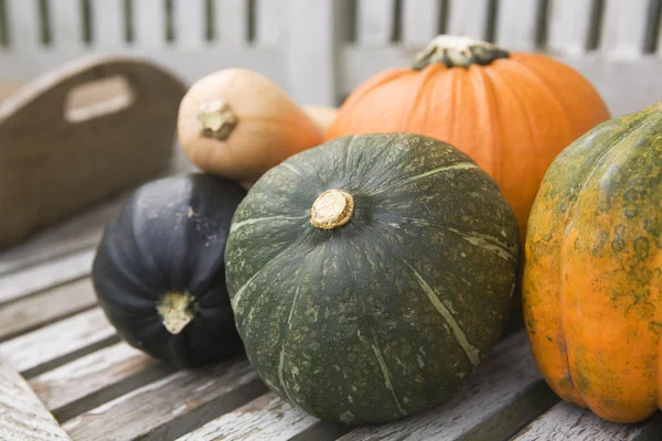 stock image Selection of pumpkin and squash