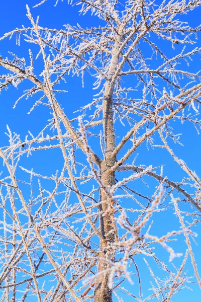 木材や霜 — ストック写真
