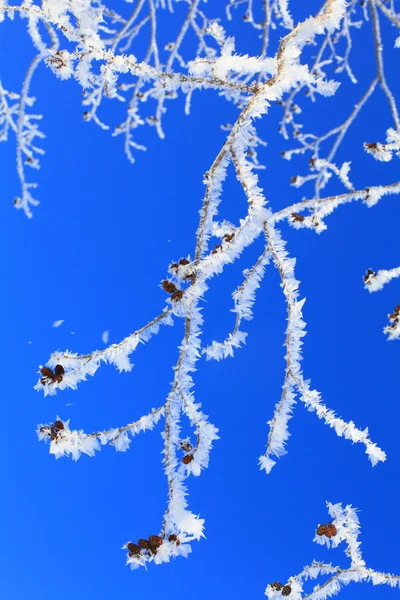 Frost and earrings — Stock Photo, Image