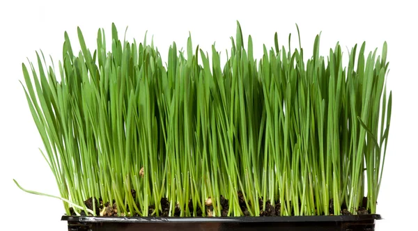 Cultivo de hierba — Foto de Stock