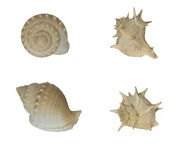 stock image Sea shells