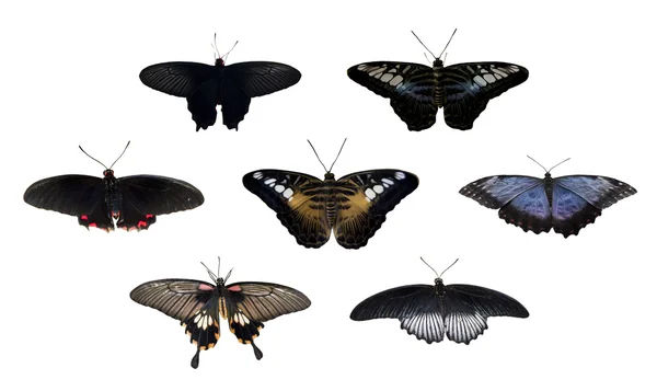 Колаж з метеликами — стокове фото