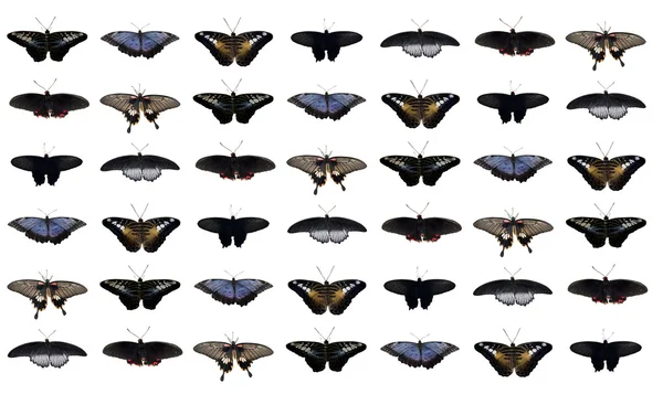 Collage de mariposas —  Fotos de Stock