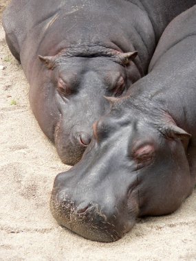 Hippos clipart