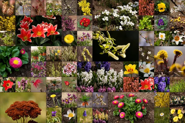 Blomma collage — Stockfoto