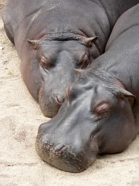 Hipopótamos — Fotografia de Stock