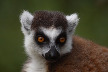 Lemur portre