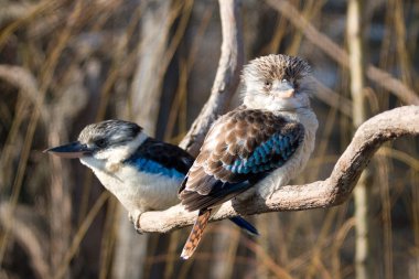 Kookaburras