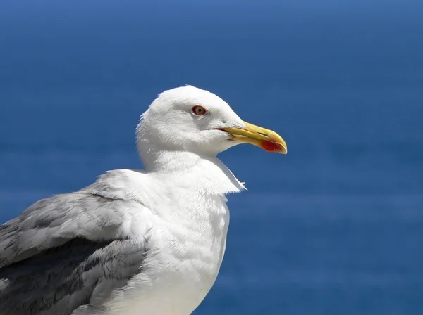 stock image Sea gull