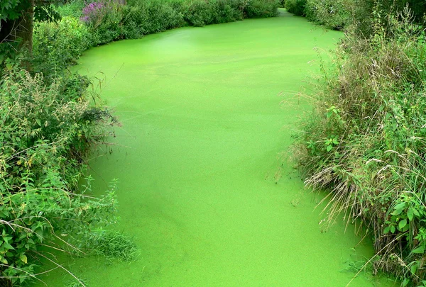 Grüner Teich — Stockfoto