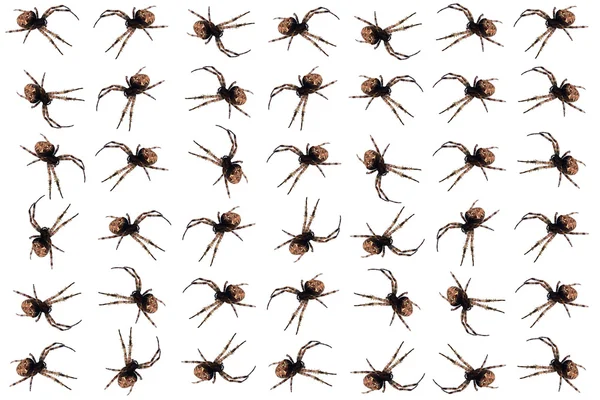 stock image Diadem spiders