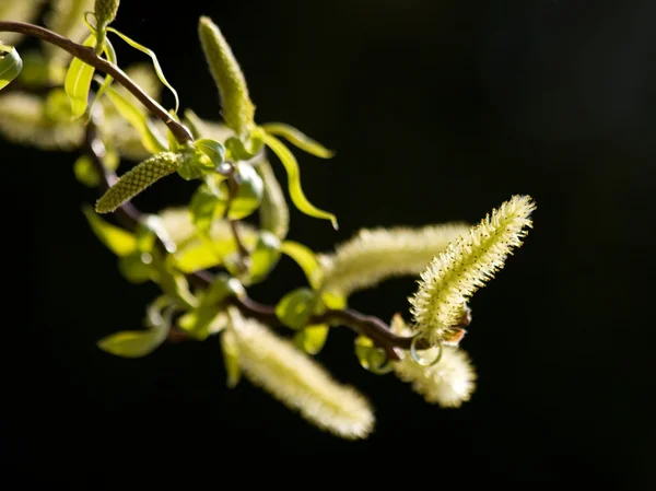 Willow bloom — Stok fotoğraf