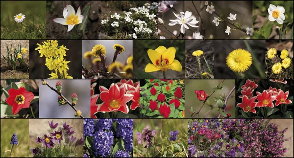 stock image Flower collage