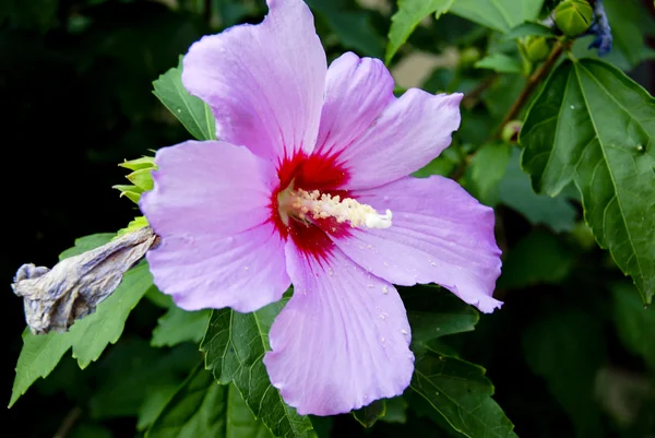 紫の花 — ストック写真