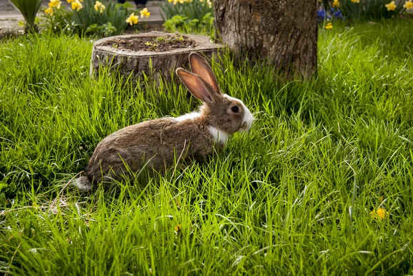 Tavşan - Stok İmaj