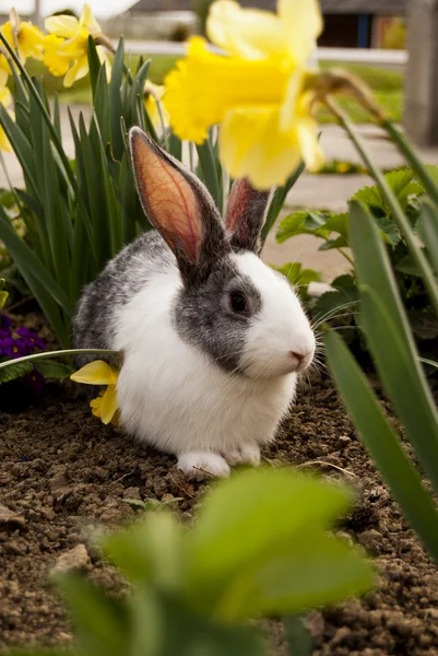Кролик Ліцензійні Стокові Фото
