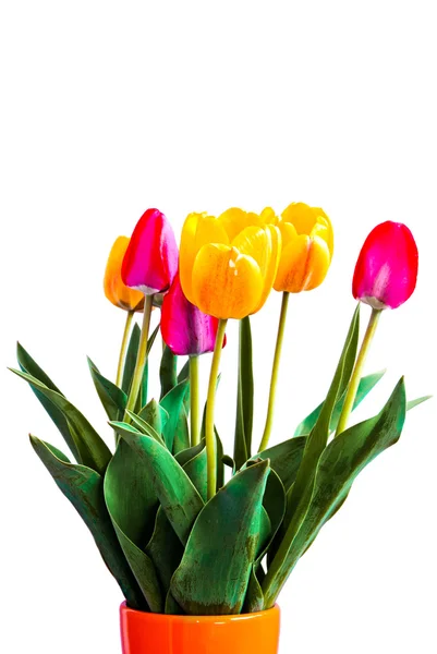 stock image Tulips