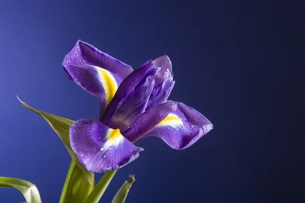 stock image Beautiful dark purple iris flower