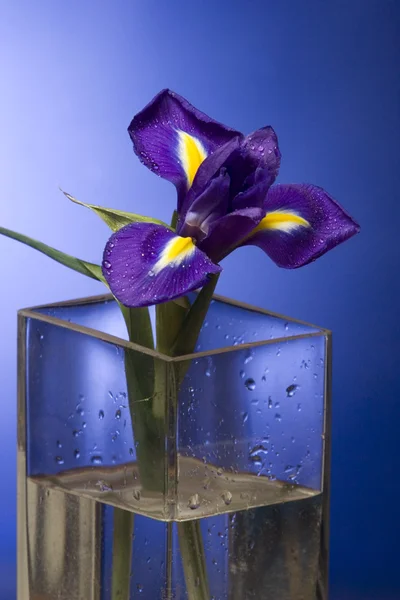 Beautiful dark purple iris flower — Stock Photo, Image