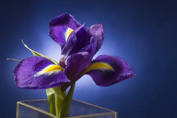 stock image Beautiful dark purple iris flower