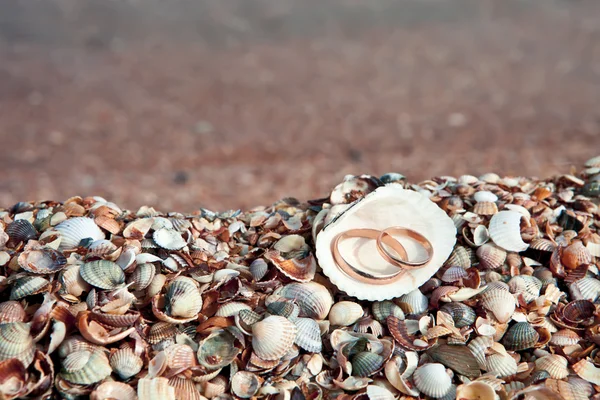 Two wedding rings in shell — Stock Photo, Image