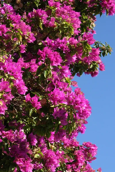 Stock image Bright flowers against the dark blue sky