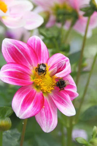 Bumblebees and flower — Stock Photo, Image