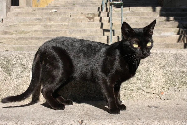 Black cat in city — Stock Photo, Image
