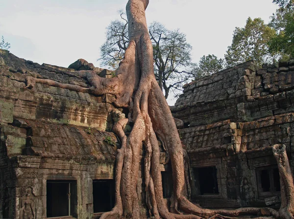 Tempel och rötter — Stockfoto