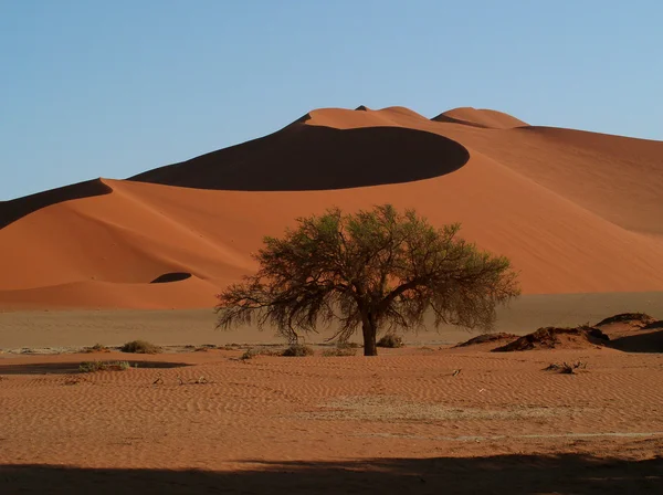 Σκηνογραφικές αμμοθινών με ένα δέντρο — Φωτογραφία Αρχείου