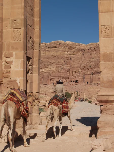 Beduíno e camelos — Fotografia de Stock