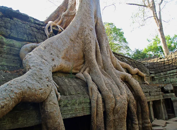 Roots and temples — Stock Photo, Image