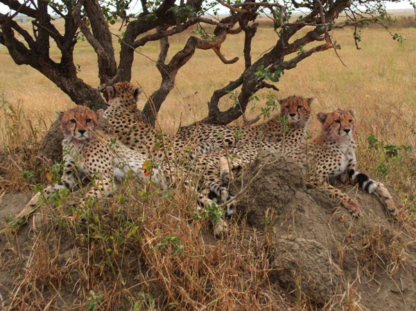 Cheetahs basket — Stock Photo, Image