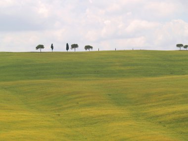 Trees Tuscany landscape