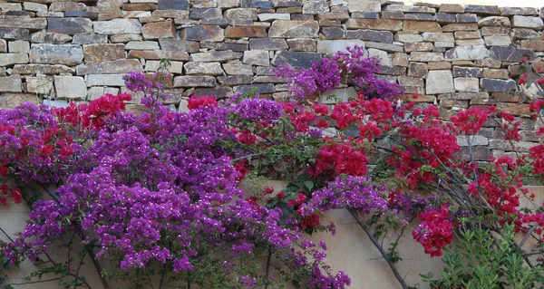 stock image Wall of flower