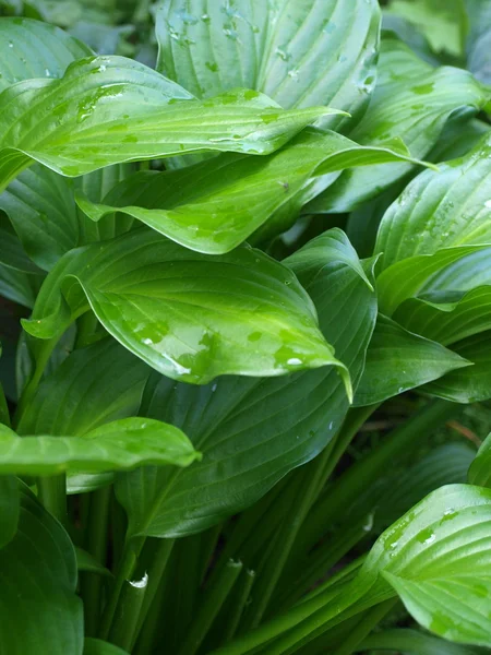 stock image Garden plant after the rain