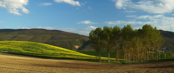 Желтое поле и деревья — стоковое фото