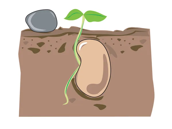 Crecimiento de semillas — Vector de stock