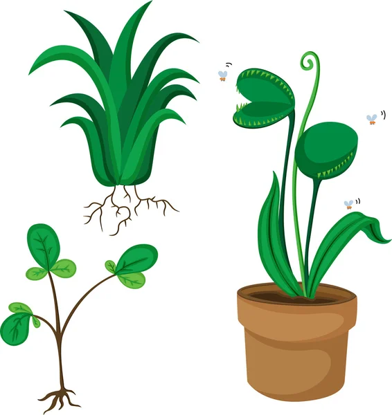 Växter — Stock vektor