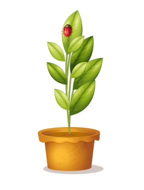 Plant and bug clipart