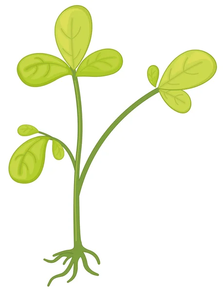 植物 — ストックベクタ