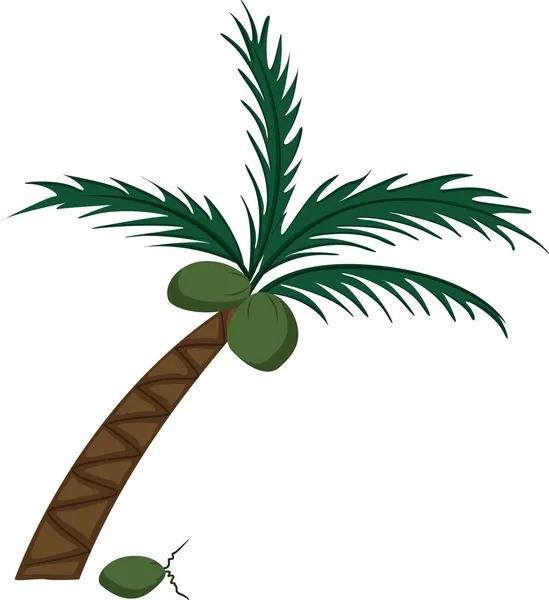 코코넛 나무 — 스톡 벡터