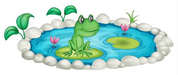 Frog in a pond — Stock Vector