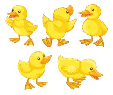 Duckling chicks clipart