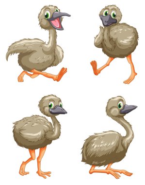 Emu ostrich series clipart