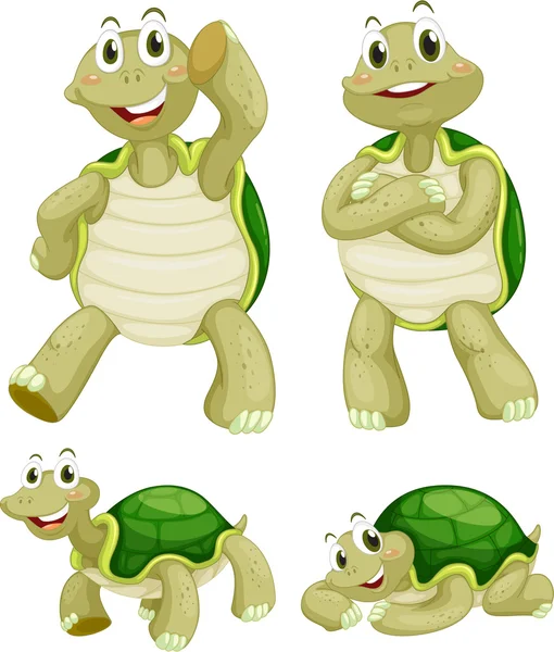 Schildpadden — Stockvector